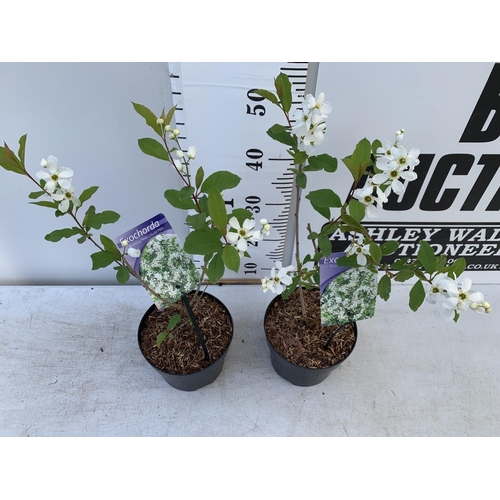 38 - TWO EXOCHORDA BLUSHING PEARL IN 2 LTR POTS APPROX 60CM IN HEIGHT PLUS VAT TO BE SOLD FOR THE TWO