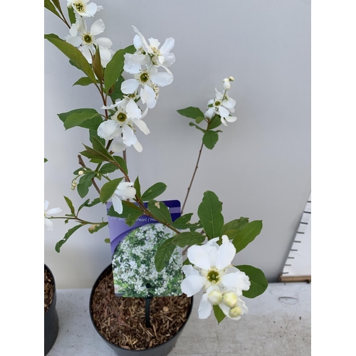 38 - TWO EXOCHORDA BLUSHING PEARL IN 2 LTR POTS APPROX 60CM IN HEIGHT PLUS VAT TO BE SOLD FOR THE TWO