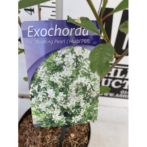 38 - TWO EXOCHORDA BLUSHING PEARL IN 2 LTR POTS APPROX 60CM IN HEIGHT PLUS VAT TO BE SOLD FOR THE TWO