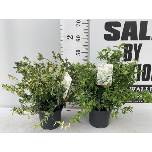 39 - TWO EUONYMUS 'FORTUNEI HARLEQUIN' IN 2 LTR POTS APPROX 50CM IN HEIGHT PLUS VAT TO BE SOLD FOR THE TW... 