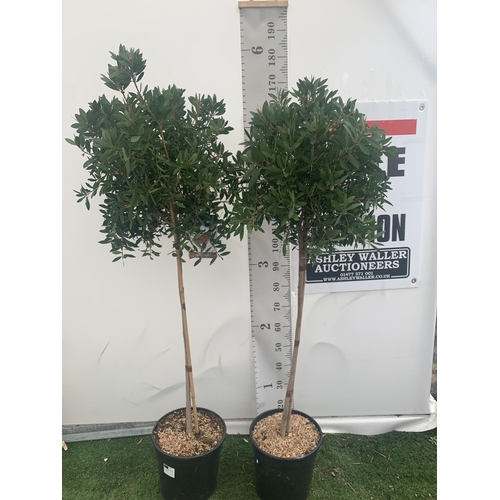 4 - TWO CALLISTEMON BOTTLE BRUSH STANDARD TREES APPROX 170CM IN HEIGHT IN 10 LTR POTS PLUS VAT TO BE SOL... 