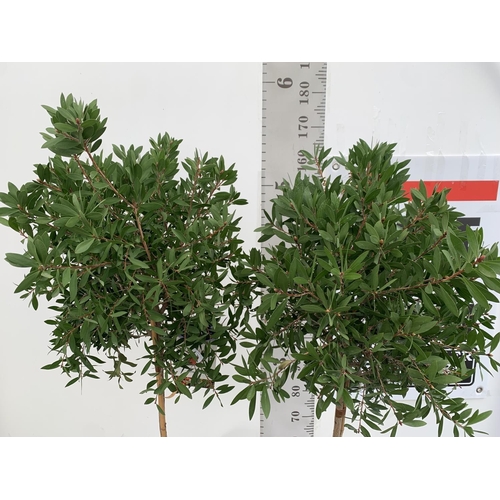 4 - TWO CALLISTEMON BOTTLE BRUSH STANDARD TREES APPROX 170CM IN HEIGHT IN 10 LTR POTS PLUS VAT TO BE SOL... 