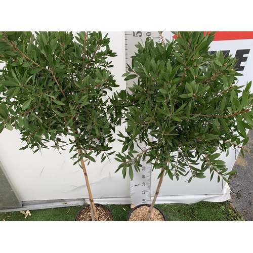 4 - TWO CALLISTEMON BOTTLE BRUSH STANDARD TREES APPROX 170CM IN HEIGHT IN 10 LTR POTS PLUS VAT TO BE SOL... 