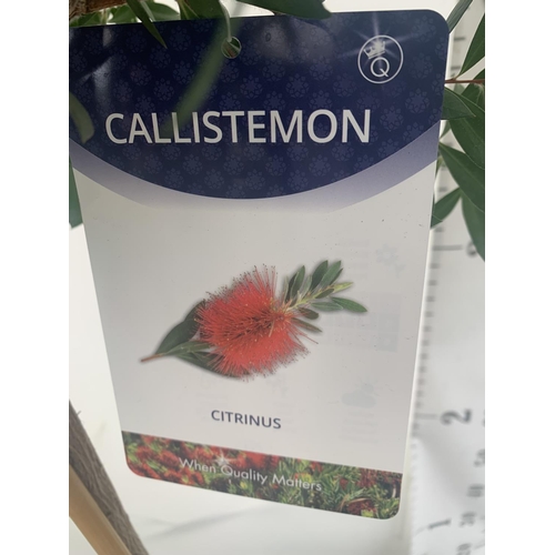 4 - TWO CALLISTEMON BOTTLE BRUSH STANDARD TREES APPROX 170CM IN HEIGHT IN 10 LTR POTS PLUS VAT TO BE SOL... 