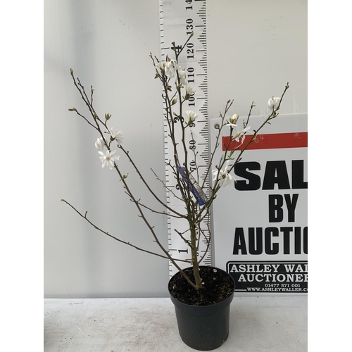 40 - ONE MAGNOLIA LOEBNERI WHITE 'LEONARD MESSEL' APPROX 120CM IN HEIGHT IN 7 LTR POT PLUS VAT