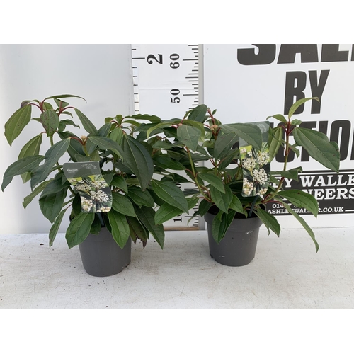 41 - TWO VIBURNUM 'DAVIDII' IN 2LTR POTS APPROX 40CM IN HEIGHT TO BE SOLD FOR THE TWO PLUS VAT