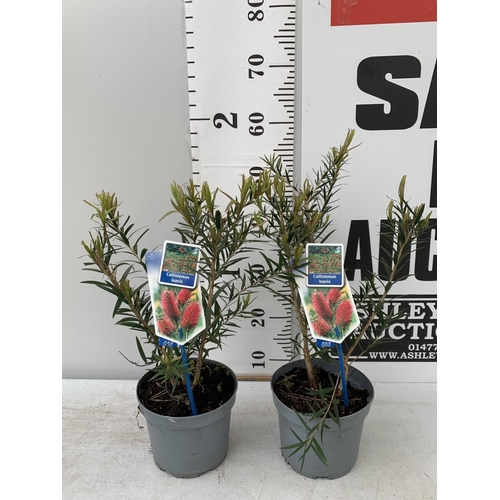 43 - TWO CALLISTEMON LAEVIS IN 2 LTR POTS 50CM TALL PLUS VAT TO BE SOLD FOR THE TWO