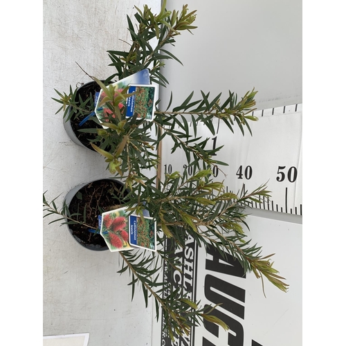 43 - TWO CALLISTEMON LAEVIS IN 2 LTR POTS 50CM TALL PLUS VAT TO BE SOLD FOR THE TWO