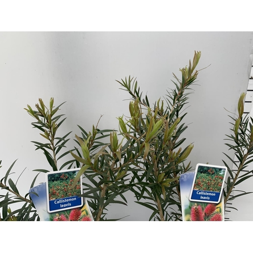 43 - TWO CALLISTEMON LAEVIS IN 2 LTR POTS 50CM TALL PLUS VAT TO BE SOLD FOR THE TWO