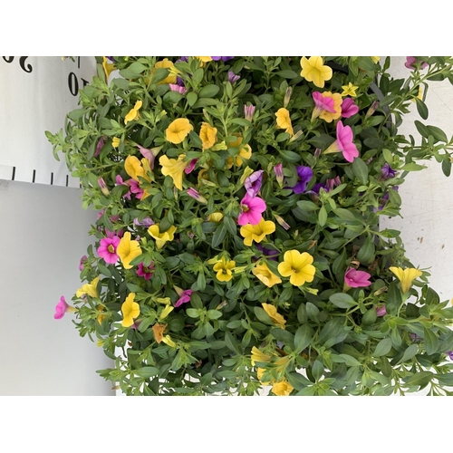 44 - EIGHT POTS CALIBRACHOA TRIOBELLS IN 2 LTR POTS PLUS VAT TO BE SOLD FOR THE EIGHT