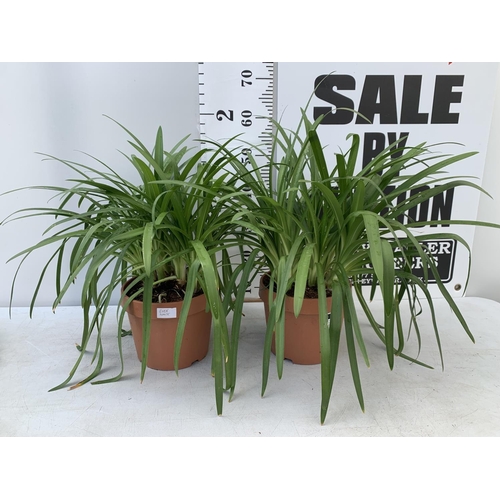 45 - TWO LARGE AGAPANTHUS 'EVER WHITE' IN 4 LTR POTS APPROX 60CM IN HEIGHT PLUS VAT TO BE SOLD FOR THE TW... 