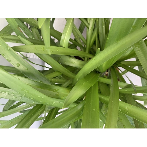 45 - TWO LARGE AGAPANTHUS 'EVER WHITE' IN 4 LTR POTS APPROX 60CM IN HEIGHT PLUS VAT TO BE SOLD FOR THE TW... 