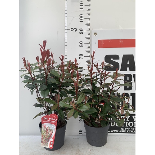 46 - TWO PHOTINIA 'CARRE ROUGE' IN 3 LTR POTS APPROX 75CM IN HEIGHT PLUS VAT TO BE SOLD FOR THE TWO