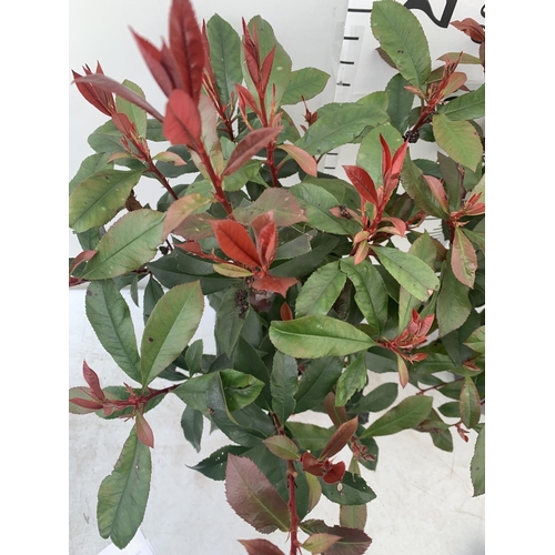 46 - TWO PHOTINIA 'CARRE ROUGE' IN 3 LTR POTS APPROX 75CM IN HEIGHT PLUS VAT TO BE SOLD FOR THE TWO