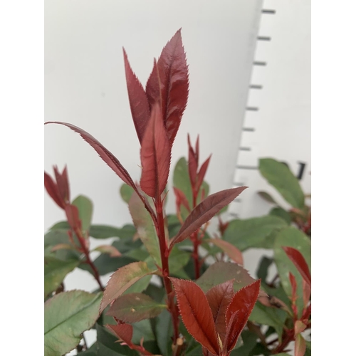 46 - TWO PHOTINIA 'CARRE ROUGE' IN 3 LTR POTS APPROX 75CM IN HEIGHT PLUS VAT TO BE SOLD FOR THE TWO