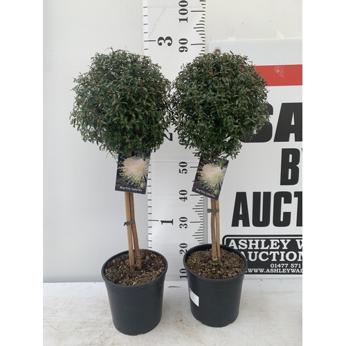 48 - TWO MYRTUS SELECTION STANDARD TREES APPROX 85CM IN HEIGHT IN 2 LTR POTS PLUS VAT TO BE SOLD FOR THE ... 