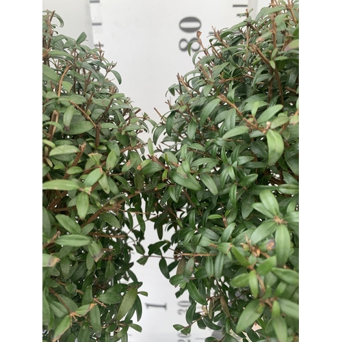 48 - TWO MYRTUS SELECTION STANDARD TREES APPROX 85CM IN HEIGHT IN 2 LTR POTS PLUS VAT TO BE SOLD FOR THE ... 