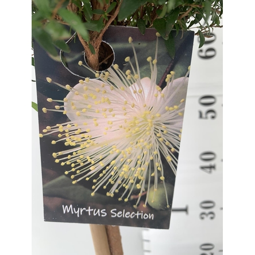 48 - TWO MYRTUS SELECTION STANDARD TREES APPROX 85CM IN HEIGHT IN 2 LTR POTS PLUS VAT TO BE SOLD FOR THE ... 