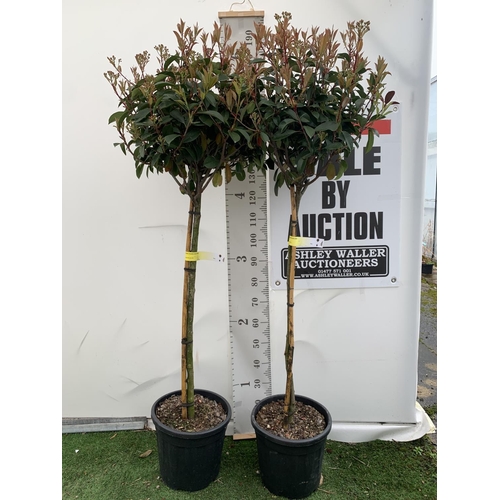 5 - TWO PHOTINIA FRASERI 'RED ROBIN' STANDARD TREES APPROX 180CM IN HEIGHT IN 15 LTR POTS PLUS VAT TO BE... 