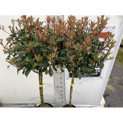 5 - TWO PHOTINIA FRASERI 'RED ROBIN' STANDARD TREES APPROX 180CM IN HEIGHT IN 15 LTR POTS PLUS VAT TO BE... 