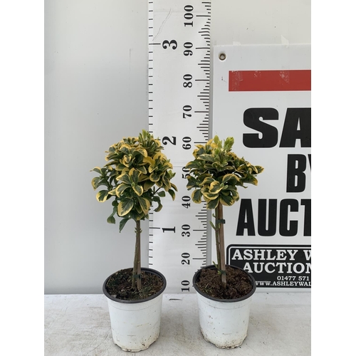 50 - TWO MINIATURE EUONYMUS JAPONICUS STANDARD TREES APPROX 60CM IN HEIGHT PLUS VAT TO BE SOLD FOR THE TW... 