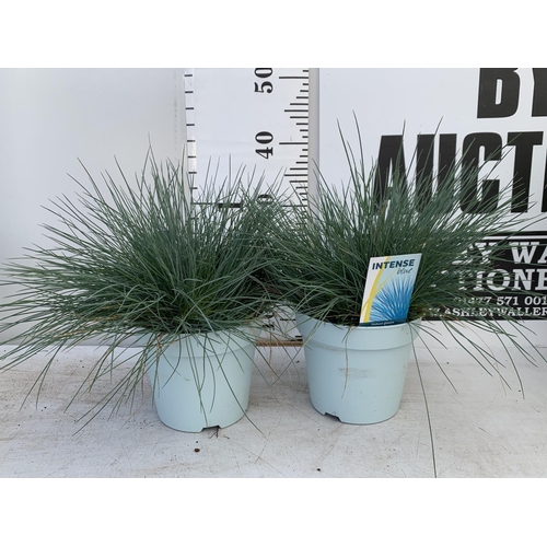 52 - TWO FESTUCA GLAUCAINTENSE BLUE IN 2 LTR POTS 30CM TALL PLUS VAT TO BE SOLD FOR THE TWO