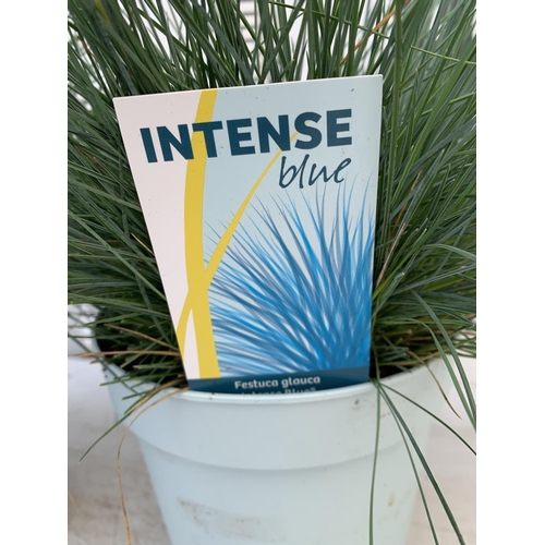 52 - TWO FESTUCA GLAUCAINTENSE BLUE IN 2 LTR POTS 30CM TALL PLUS VAT TO BE SOLD FOR THE TWO