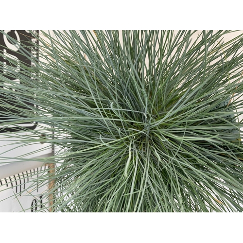 52 - TWO FESTUCA GLAUCAINTENSE BLUE IN 2 LTR POTS 30CM TALL PLUS VAT TO BE SOLD FOR THE TWO