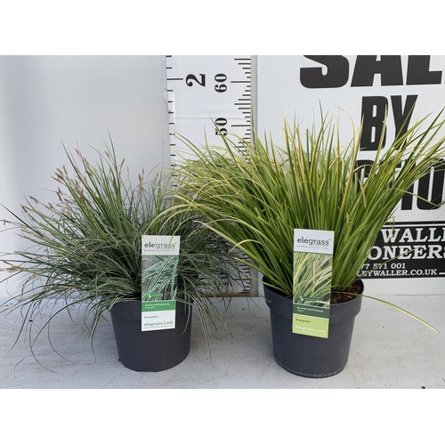 53 - TWO HARDY AND EVERGREEN GRASSES CAREX OSHIMENSIS AND ACORUS GRAMINEUS IN 3 LTR POTS 45CM TALL PLUS V... 