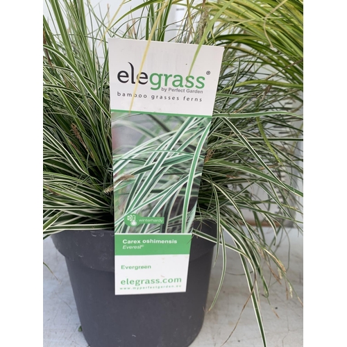 53 - TWO HARDY AND EVERGREEN GRASSES CAREX OSHIMENSIS AND ACORUS GRAMINEUS IN 3 LTR POTS 45CM TALL PLUS V... 