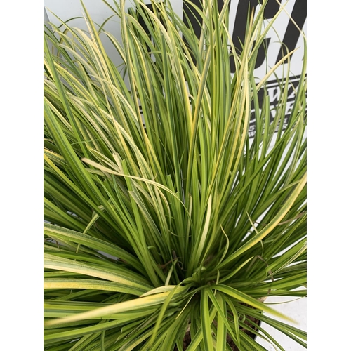 53 - TWO HARDY AND EVERGREEN GRASSES CAREX OSHIMENSIS AND ACORUS GRAMINEUS IN 3 LTR POTS 45CM TALL PLUS V... 