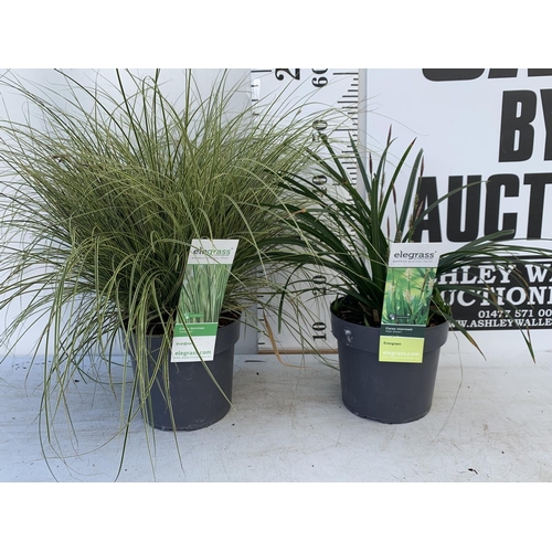 54 - TWO HARDY AND EVERGREEN GRASSES CAREX BRUNNEA AND MORROWII IN 3 LTR POTS 50CM TALL PLUS VAT TO BE SO... 