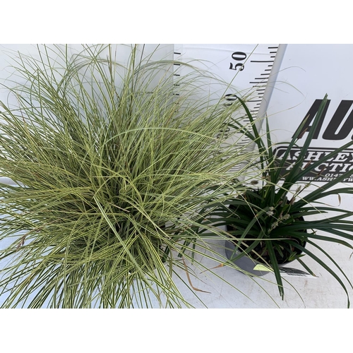 54 - TWO HARDY AND EVERGREEN GRASSES CAREX BRUNNEA AND MORROWII IN 3 LTR POTS 50CM TALL PLUS VAT TO BE SO... 