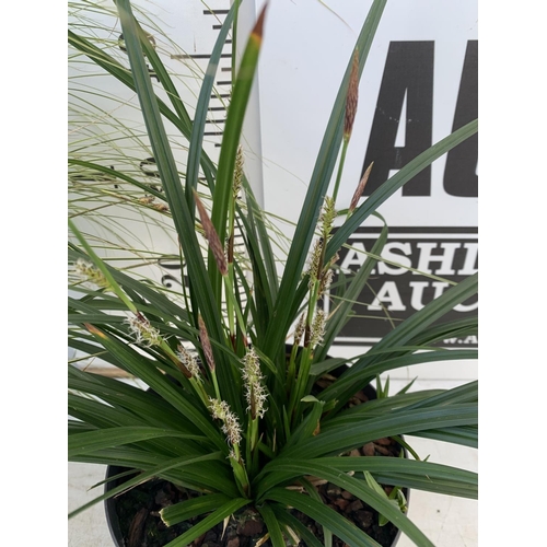 54 - TWO HARDY AND EVERGREEN GRASSES CAREX BRUNNEA AND MORROWII IN 3 LTR POTS 50CM TALL PLUS VAT TO BE SO... 