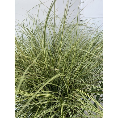 54 - TWO HARDY AND EVERGREEN GRASSES CAREX BRUNNEA AND MORROWII IN 3 LTR POTS 50CM TALL PLUS VAT TO BE SO... 