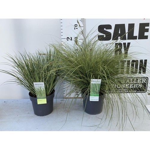 55 - TWO HARDY AND EVERGREEN GRASSES CAREX BRUNNEA AND ACOURAS GRAMINEUS IN 3 LTR POTS 60CM TALL PLUS VAT... 