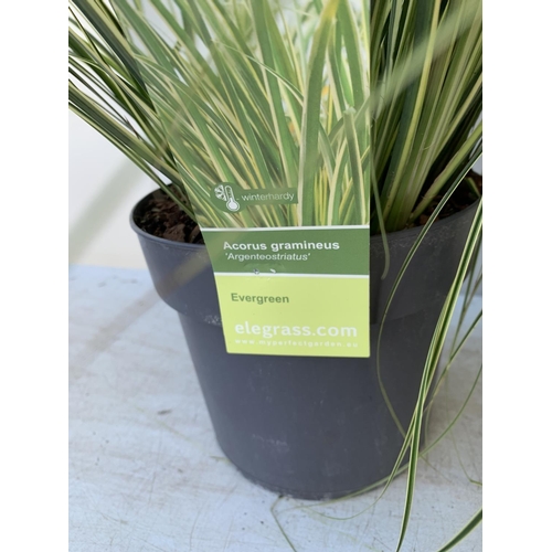 55 - TWO HARDY AND EVERGREEN GRASSES CAREX BRUNNEA AND ACOURAS GRAMINEUS IN 3 LTR POTS 60CM TALL PLUS VAT... 