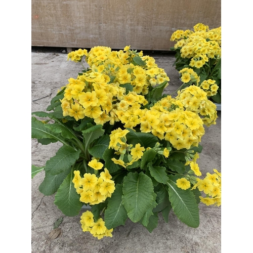 56 - SIX GOLDEN NUGGET SCENTED YELLOW POLYANTHUS PLUS VAT TO BE SOLD FOR THE SIX