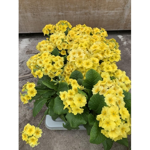 57 - SIX GOLDEN NUGGET SCENTED YELLOW POLYANTHUS PLUS VAT TO BE SOLD FOR THE SIX