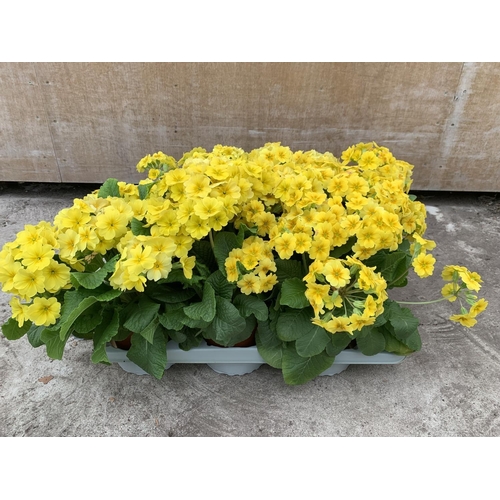 57 - SIX GOLDEN NUGGET SCENTED YELLOW POLYANTHUS PLUS VAT TO BE SOLD FOR THE SIX