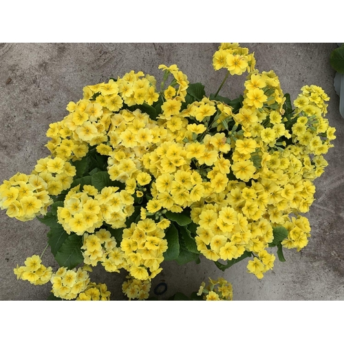 58 - SIX GOLDEN NUGGET SCENTED YELLOW POLYANTHUS PLUS VAT TO BE SOLD FOR THE SIX