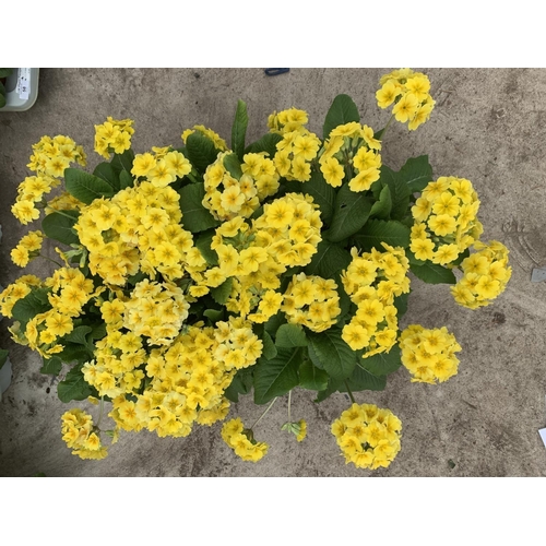 59 - SIX GOLDEN NUGGET SCENTED YELLOW POLYANTHUS PLUS VAT TO BE SOLD FOR THE SIX