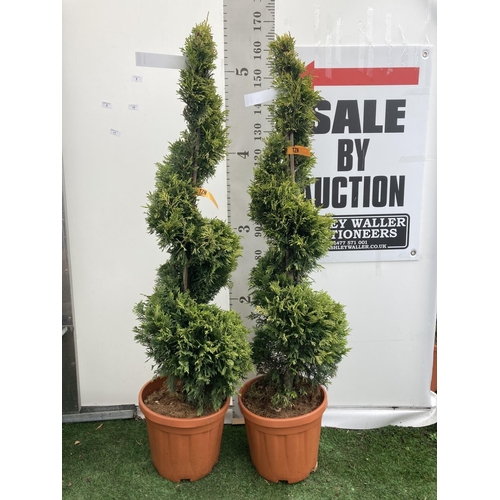 6 - TWO SPIRAL CUPRESSOCYPARIS LEYLANDII 'GOLD RIDER' OVER 150CM IN HEIGHT IN 15LTR POTS TO BE SOLD FOR ... 