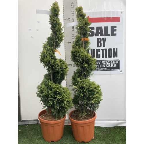 6 - TWO SPIRAL CUPRESSOCYPARIS LEYLANDII 'GOLD RIDER' OVER 150CM IN HEIGHT IN 15LTR POTS TO BE SOLD FOR ... 