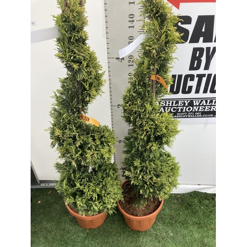 6 - TWO SPIRAL CUPRESSOCYPARIS LEYLANDII 'GOLD RIDER' OVER 150CM IN HEIGHT IN 15LTR POTS TO BE SOLD FOR ... 