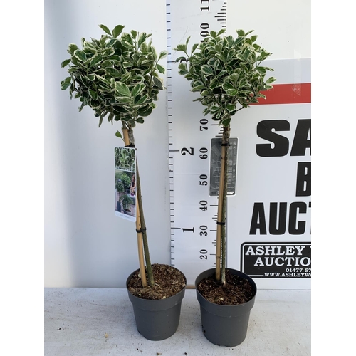 60 - TWO STANDARD EUONYMOUS JAPONICUS KATHY IN 3 LTR POTS 90CM TALL PLUS VAT TO BE SOLD FOR THE TWO