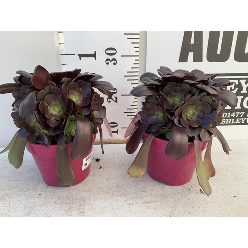 61 - TWO AEONIUM ARBOREUM VELOURS IN 1 LTR POTS 25CM TALL PLUS VAT TO BE SOLD FOR THE TWO