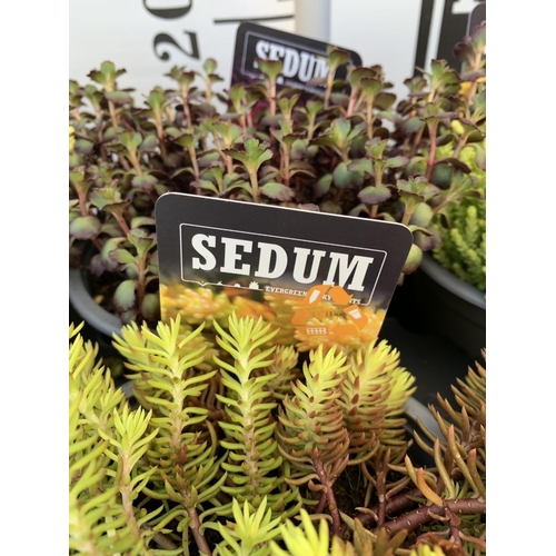 62 - EIGHT VARIOUS EVERGREEN SEDUM IN P14 POTS PLUS VAT TO BE SOLD FOR THE EIGHT