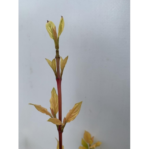 63 - TWO CORNUS SANGUINEA 'MIDWINTER FIRE' IN 4 LTR POTS APPROX 90CM IN HEIGHT PLUS VAT TO BE SOLD FOR TH... 