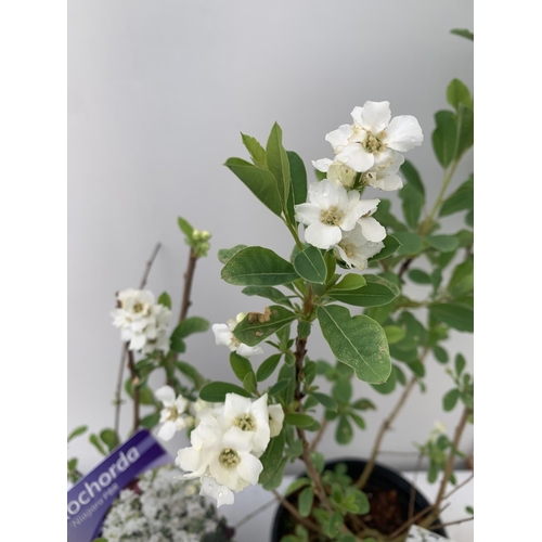 64 - TWO EXOCHORDA RACEMOSA 'NIAGARA' IN 2 LTR POTS APPROX 65CM IN HEIGHT PLUS VAT TO BE SOLD FOR THE TWO